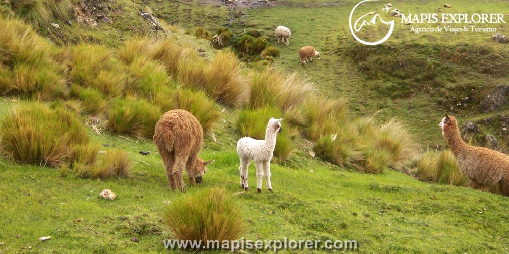 Lares Trek 4 días 3 noches - Valle Lares Machu Picchu 4 dias - Trekking